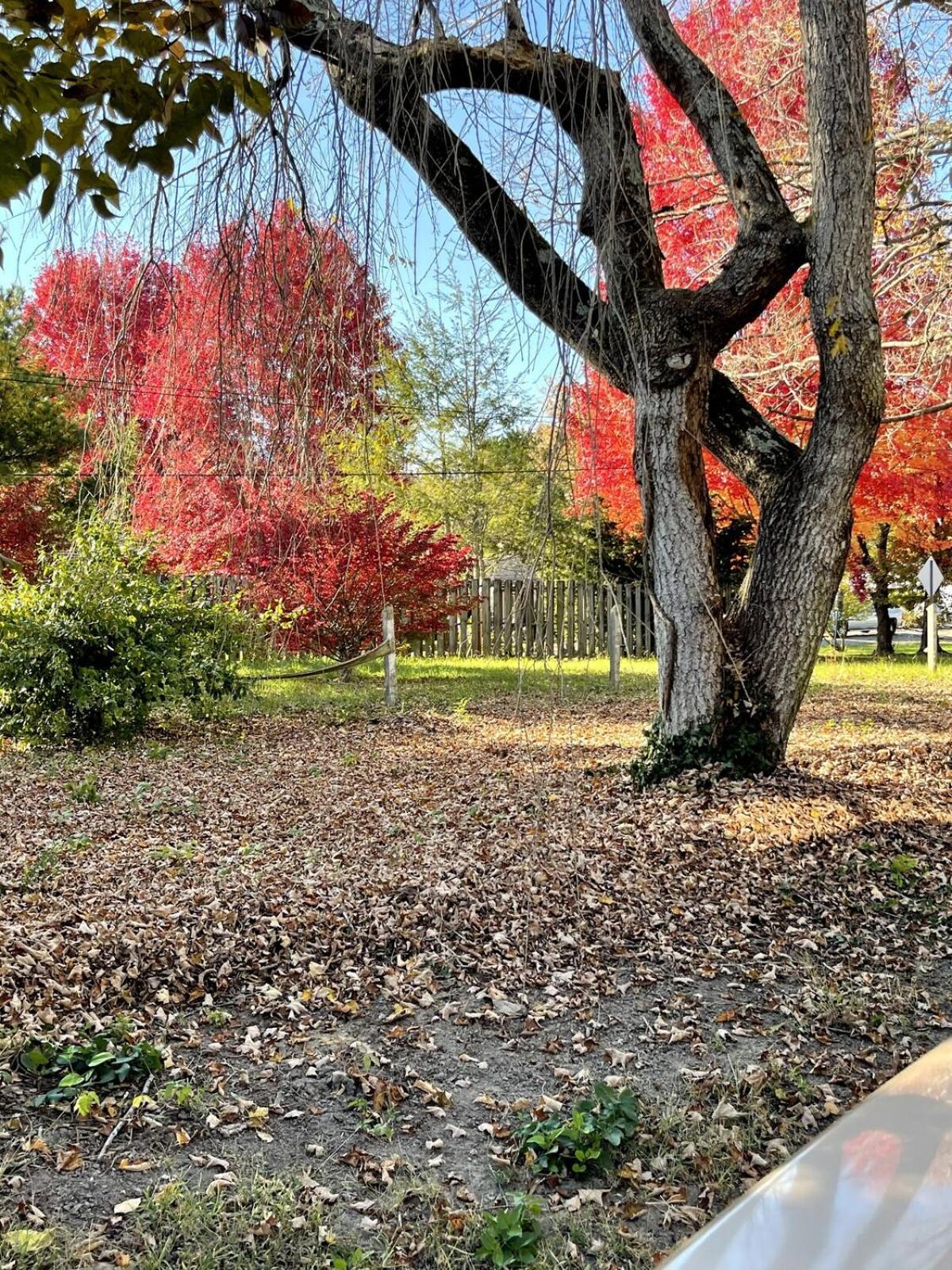 Urban Entire 4 Mi To Dt Holiday home Asheville